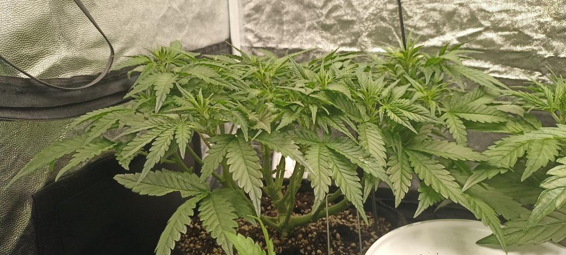 🌱 GrowReport #2 | Frostbanger & Friends. Week 5