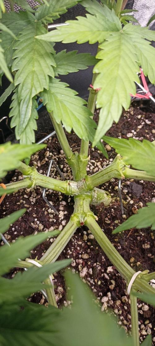 🌱 GrowReport #2 | Frostbanger & Friends. Week 6