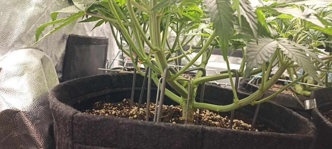 🌱 GrowReport #2 | Frostbanger & Friends. Week 6