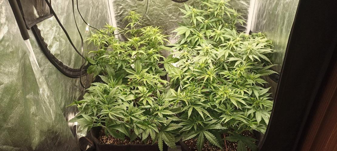 🌱 GrowReport #2 | Frostbanger & Friends. Week 6