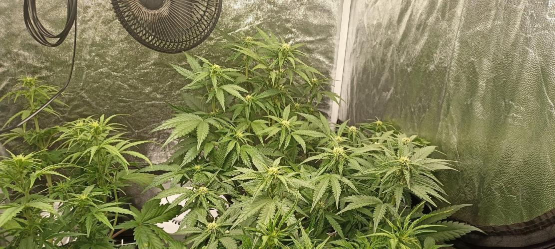 🌱 GrowReport #2 | Frostbanger & Friends. Week 6