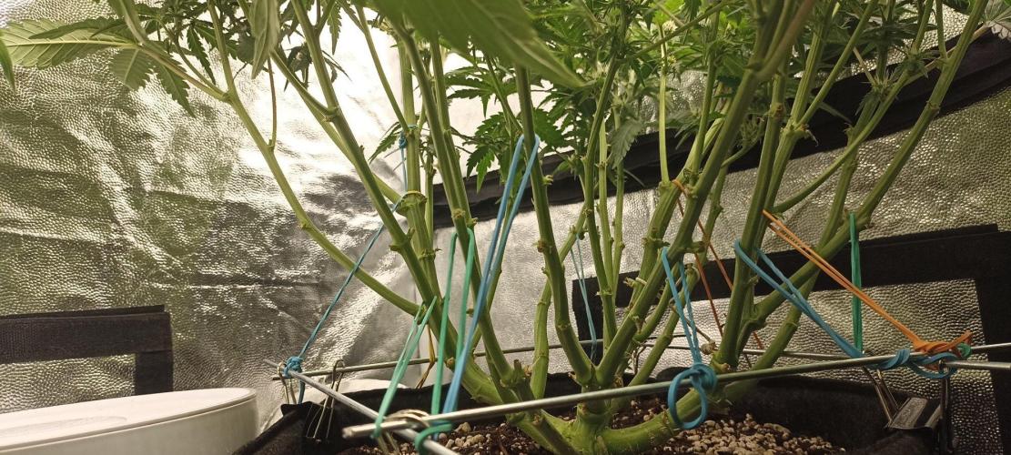 🌱 GrowReport #2 | Frostbanger & Friends. Week 6