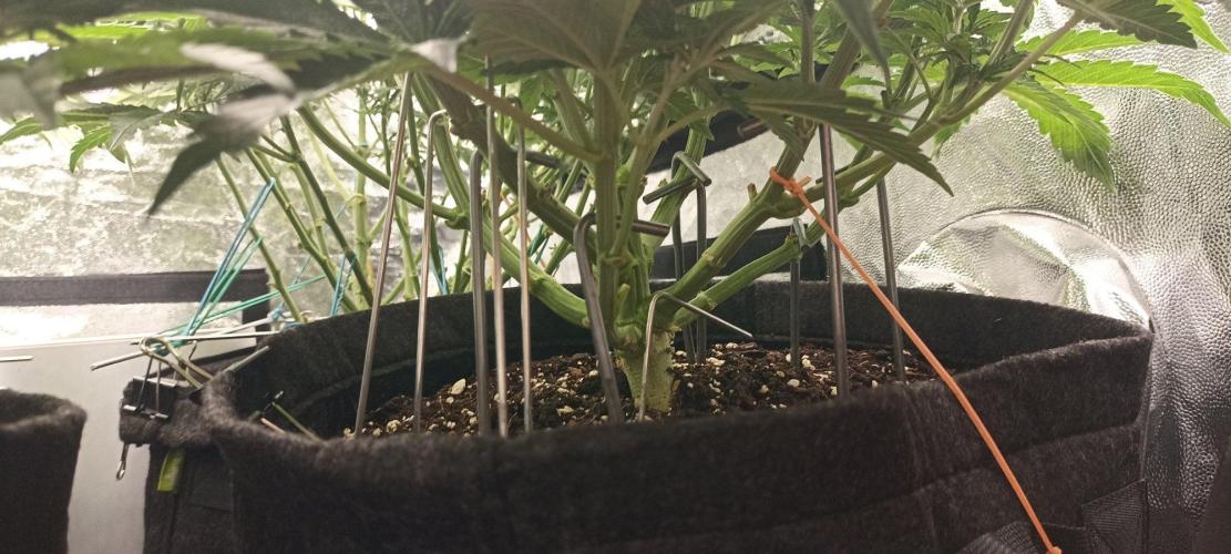 🌱 GrowReport #2 | Frostbanger & Friends. Week 6