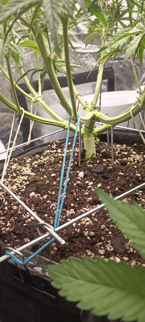 🌱 GrowReport #2 | Frostbanger & Friends. Week 6