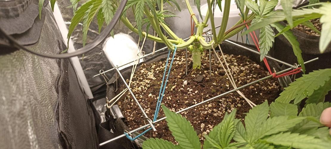 🌱 GrowReport #2 | Frostbanger & Friends. Week 6