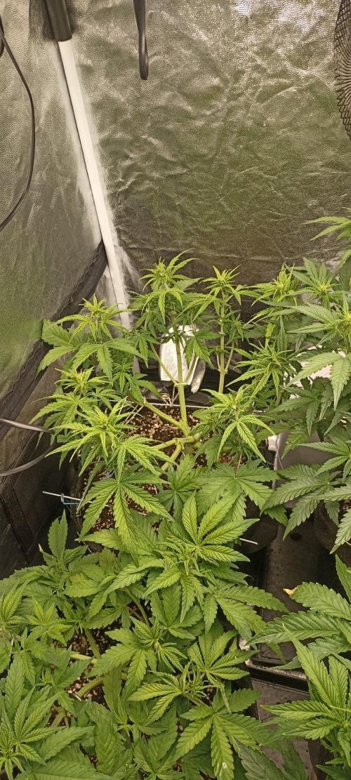 🌱 GrowReport #2 | Frostbanger & Friends. Week 6