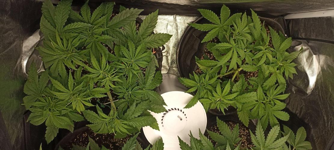 🌱 GrowReport #2 | Frostbanger & Friends. Week 6
