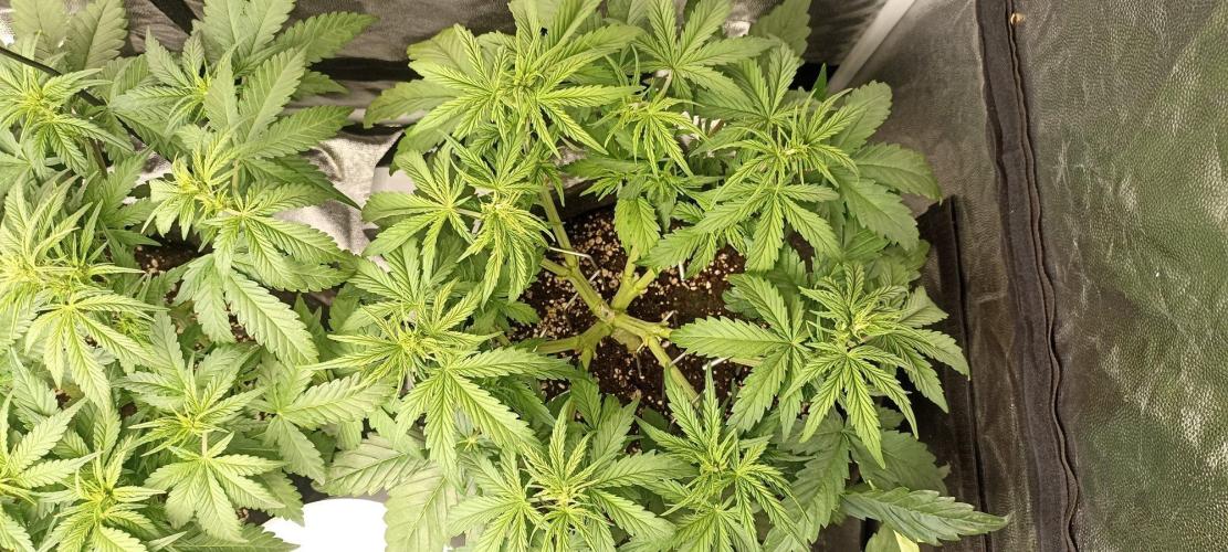 🌱 GrowReport #2 | Frostbanger & Friends. Week 6