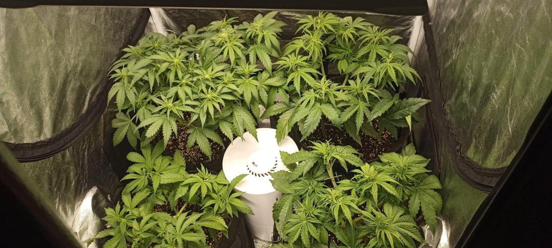 🌱 GrowReport #2 | Frostbanger & Friends. Week 6