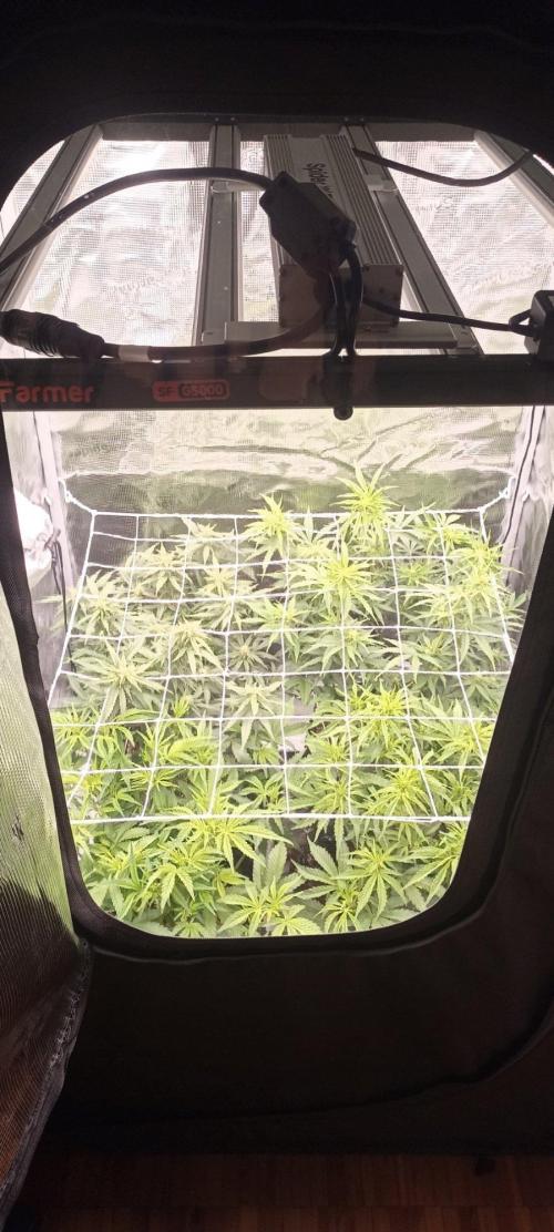 🌱 GrowReport #2 | Frostbanger & Friends. Week 7 - New Spider Farmer Box and lamp G5000 with a VERYYYY BIG fucking coool window