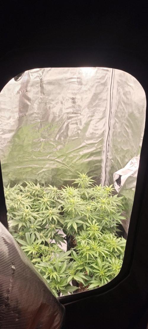 🌱 GrowReport #2 | Frostbanger & Friends. Week 7 - New Spider Farmer Box and lamp G5000 with a VERYYYY BIG fucking coool window
