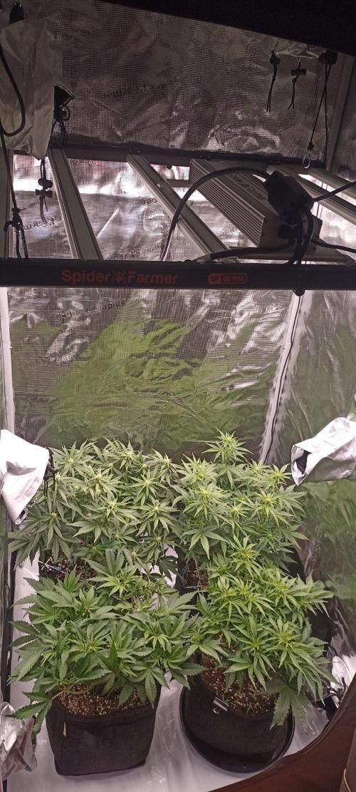 🌱 GrowReport #2 | Frostbanger & Friends. Week 7 - New Spider Farmer Box and lamp G5000 with a VERYYYY BIG fucking coool window