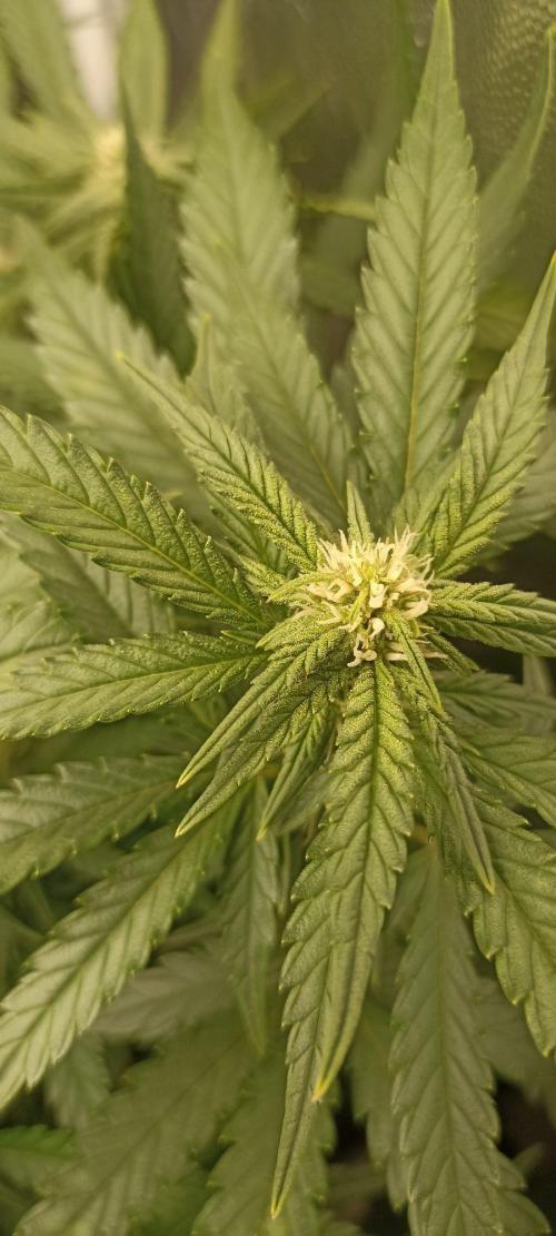 🌱 GrowReport #2 | Frostbanger & Friends. Week 7 - Starting flowering