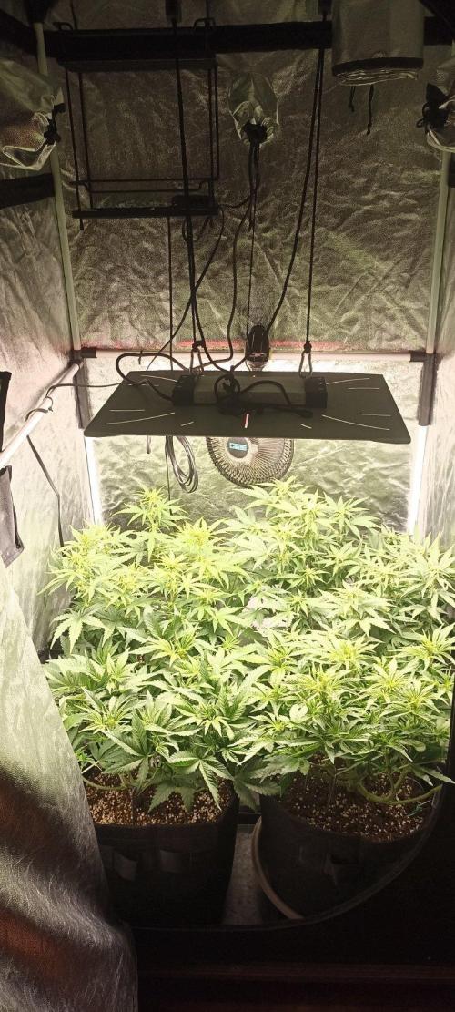 🌱 GrowReport #2 | Frostbanger & Friends. Week 7 - Old box and lamp