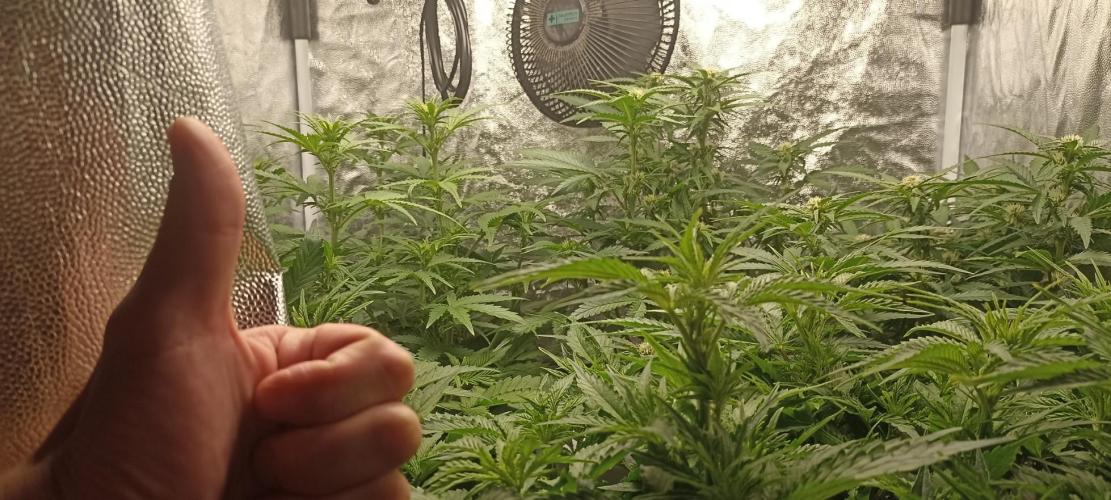 🌱 GrowReport #2 | Frostbanger & Friends. Week 7