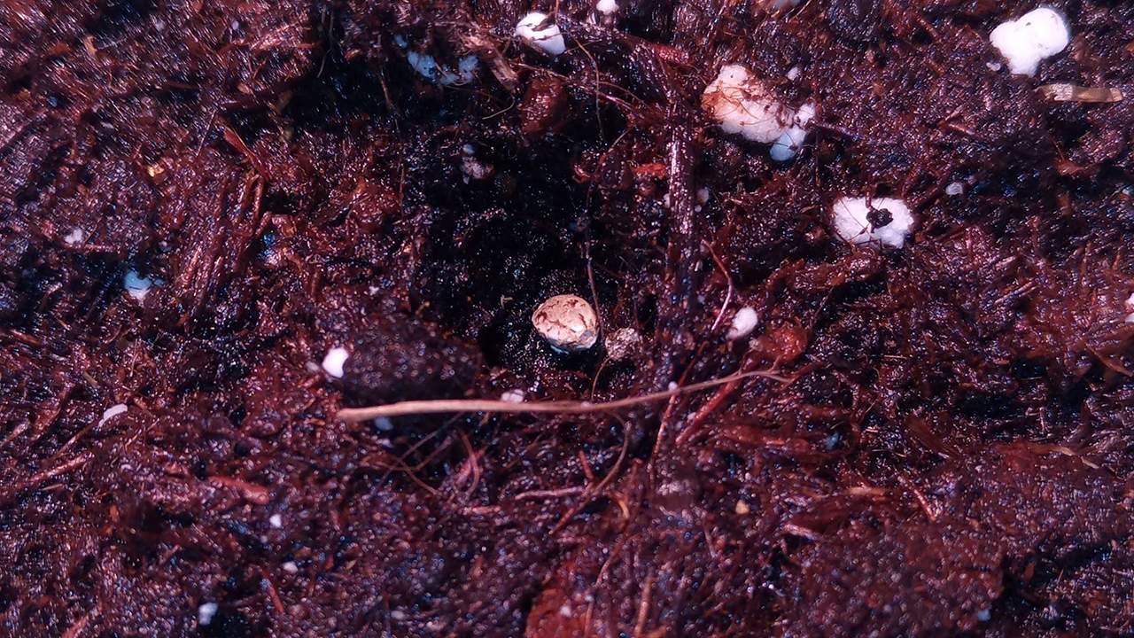 Dutch Passion Blueberry grow diary (journal) week1 by Dooku GrowDiaries