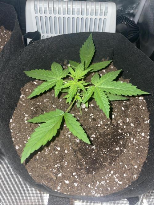 First grow! RQS Blue Cheese Automatic. Week 2
