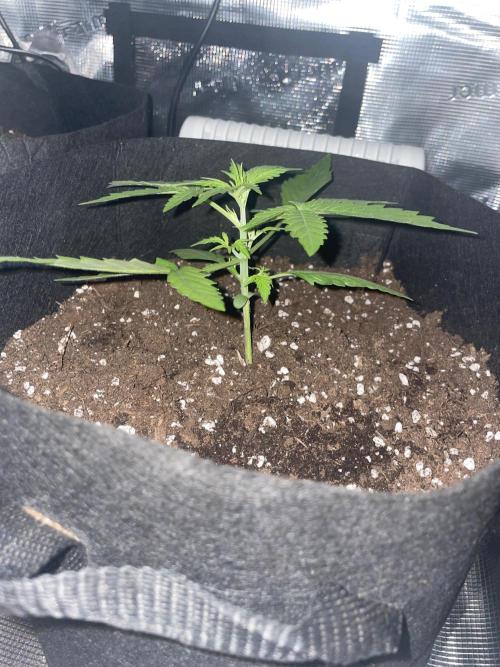 First grow! RQS Blue Cheese Automatic. Week 2