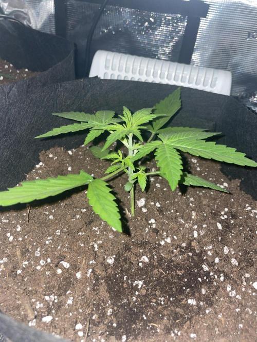 First grow! RQS Blue Cheese Automatic. Week 2
