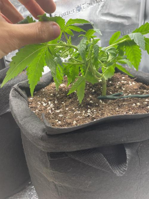 First grow! RQS Blue Cheese Automatic. Week 3