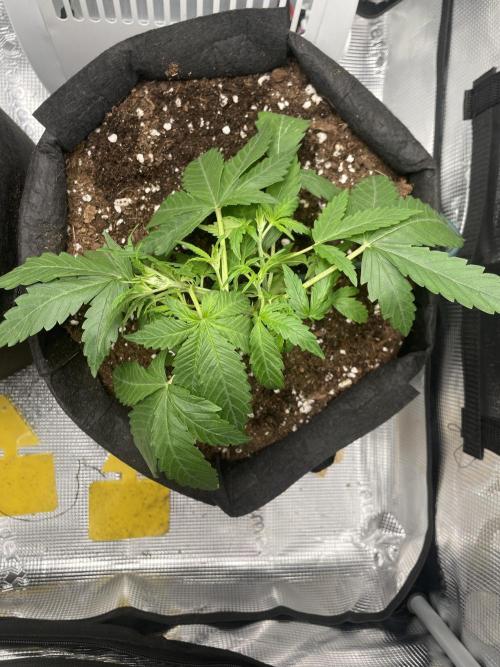 First grow! RQS Blue Cheese Automatic. Week 3