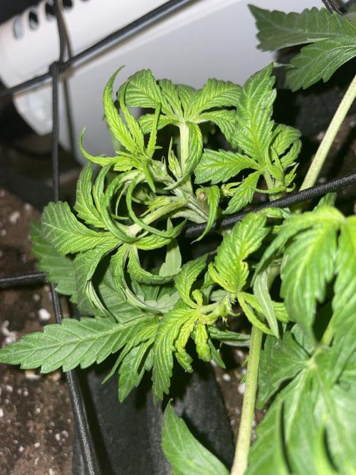 First grow! RQS Blue Cheese Automatic. Week 3 - day 23