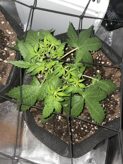 First grow! RQS Blue Cheese Automatic. Week 3 - day 23