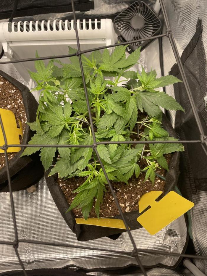 First grow! RQS Blue Cheese Automatic. Week 4