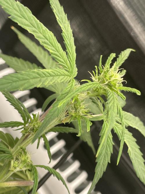 First grow! RQS Blue Cheese Automatic. Week 5