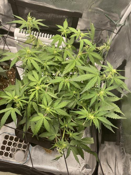 First grow! RQS Blue Cheese Automatic. Week 5