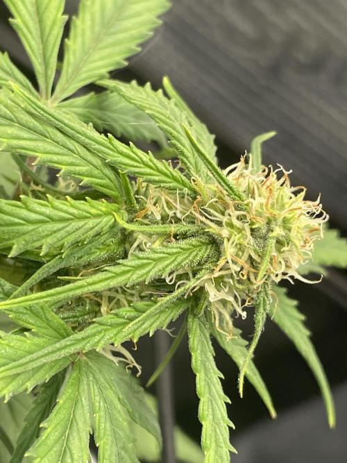 First grow! RQS Blue Cheese Automatic. Week 6