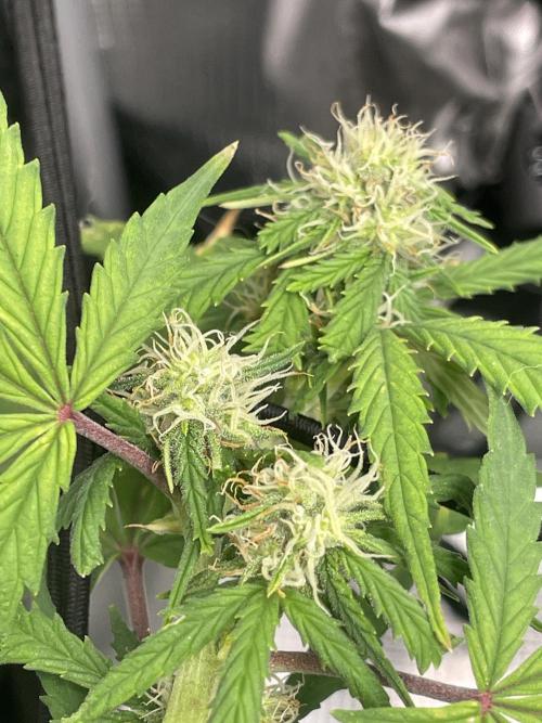 First grow! RQS Blue Cheese Automatic. Week 6