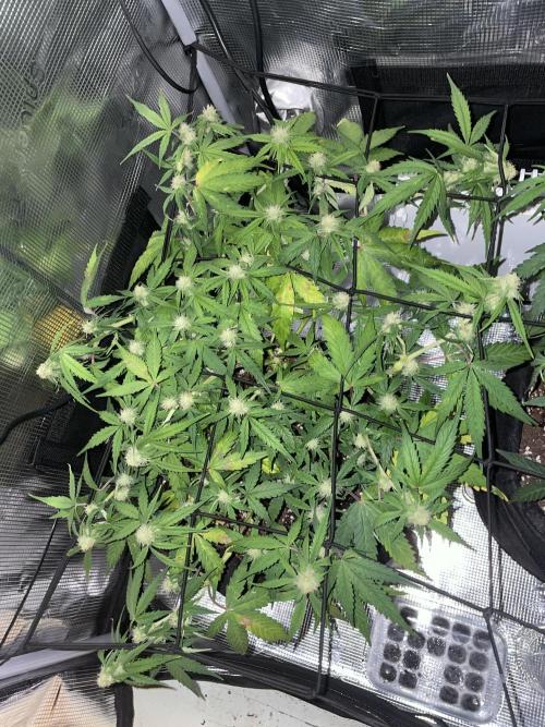 Blue Cheese Automatic. Week 6