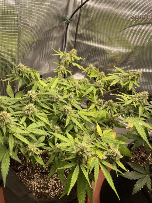 First grow! RQS Blue Cheese Automatic. Week 7