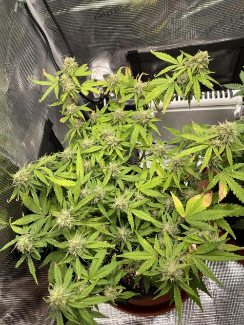 First grow! RQS Blue Cheese Automatic. Week 7