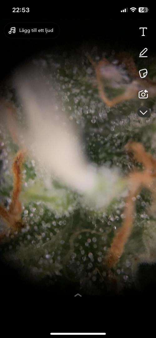 First grow! RQS Blue Cheese Automatic. Week 7