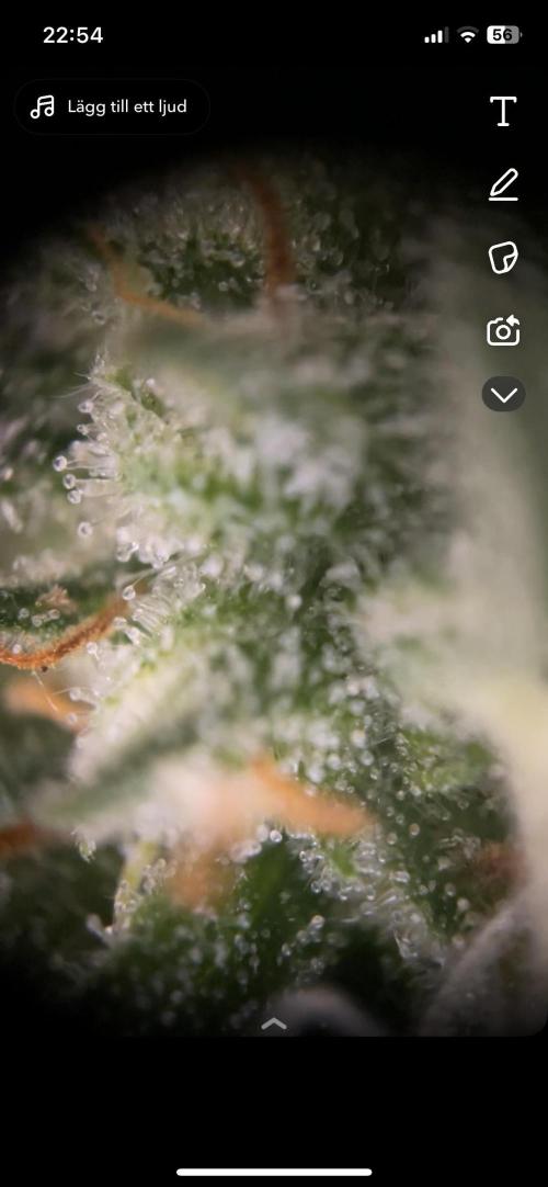 First grow! RQS Blue Cheese Automatic. Week 7