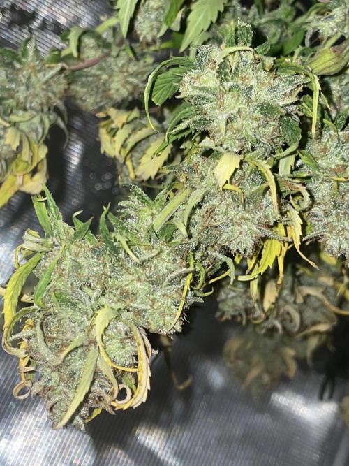 First grow! RQS Blue Cheese Automatic. Week 11