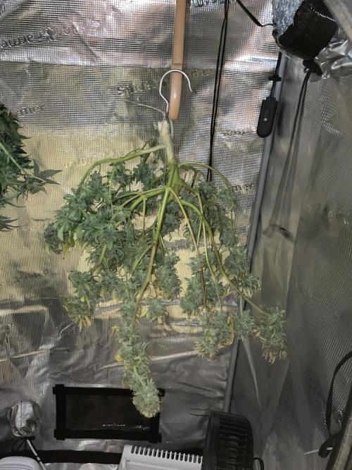 First grow! RQS Blue Cheese Automatic. Week 11