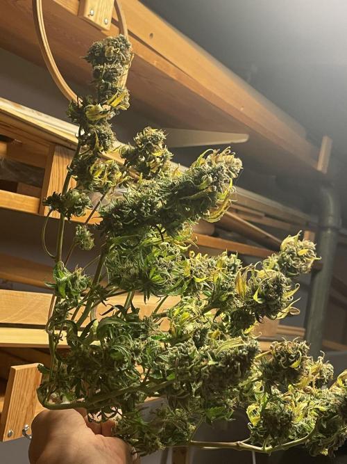 First grow! RQS Blue Cheese Automatic. Week 11