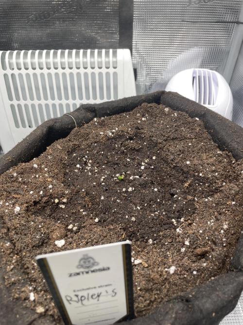 2nd Grow and first run with Mephisto!. Week 0