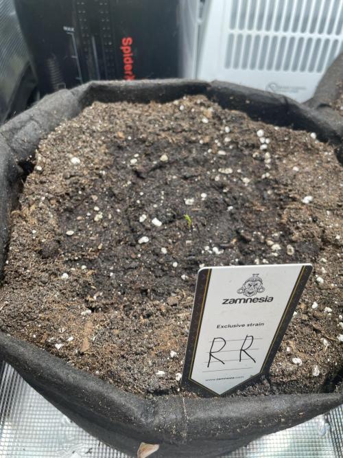 2nd Grow and first run with Mephisto!. Week 0