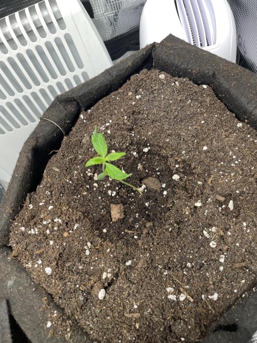 2nd Grow and first run with Mephisto!. Week 1 - Ripley's