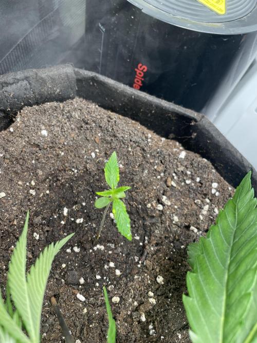 2nd Grow and first run with Mephisto!. Week 1 - RR