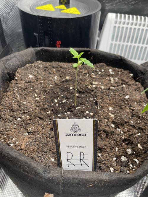 2nd Grow and first run with Mephisto!. Week 1
