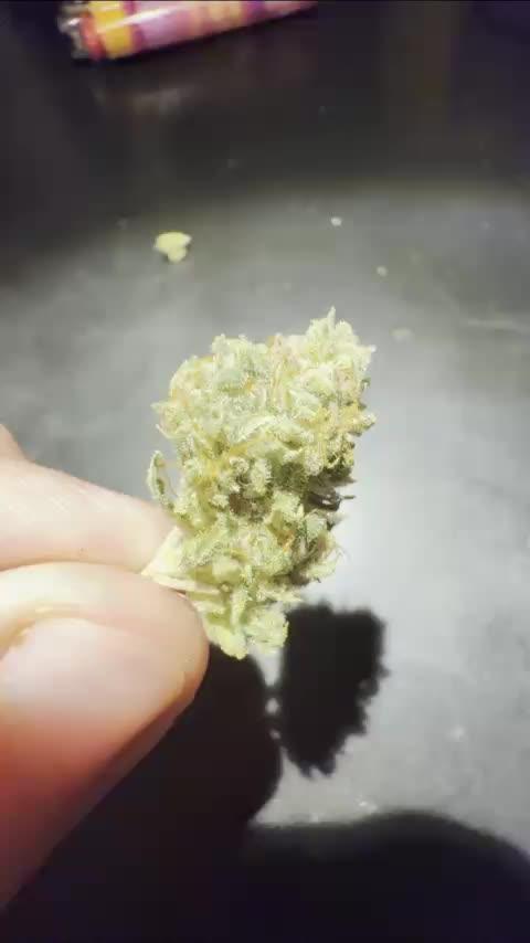 First grow! RQS Blue Cheese Automatic