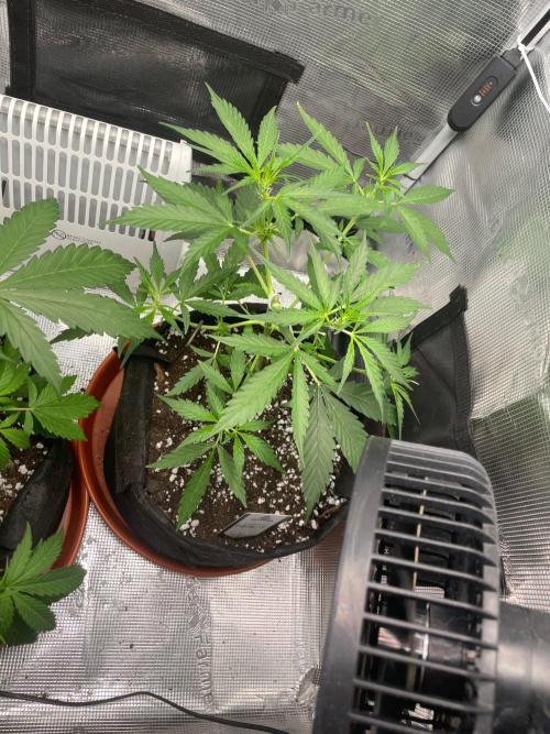 2nd Grow and first run with Mephisto!. Week 4 - Ripley