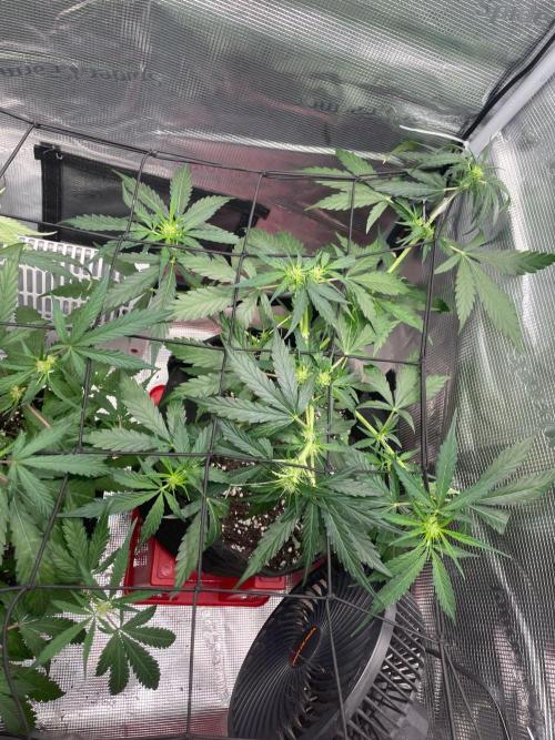 2nd Grow and first run with Mephisto!. Week 5 - Ripley