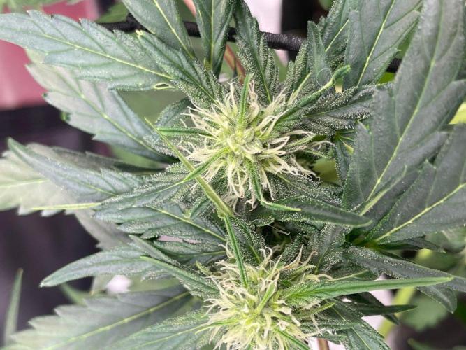 2nd Grow and first run with Mephisto!. Week 6 - Ripley