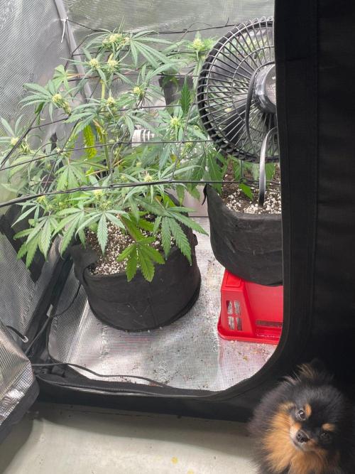 2nd Grow and first run with Mephisto!. Week 6